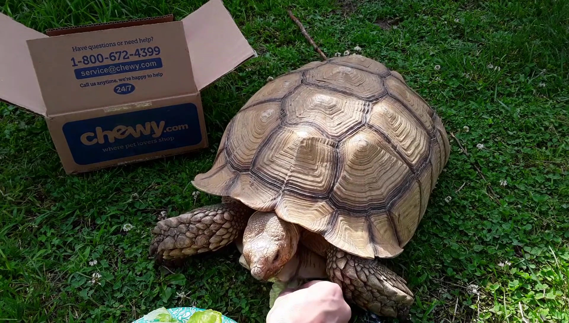 The tortoise happily eating the food supplemented with calcium.