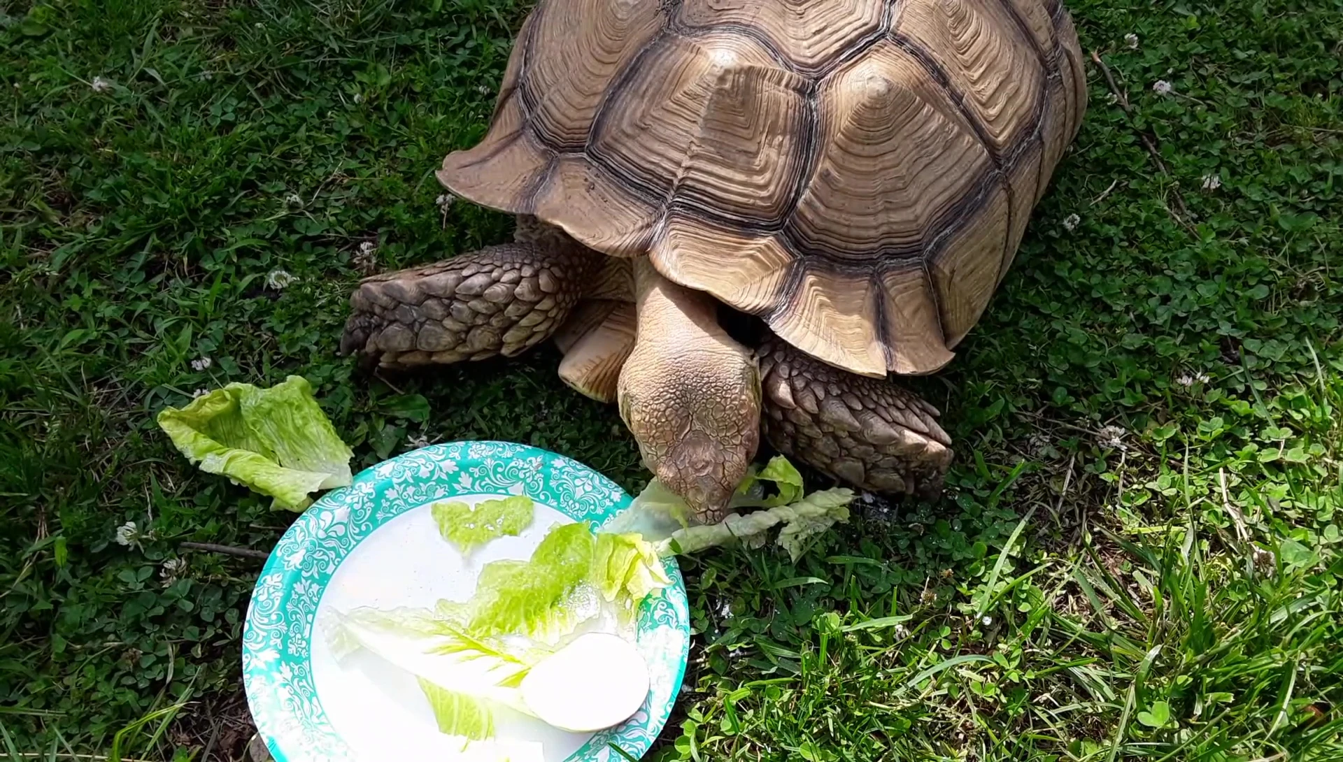 End screen suggesting other tortoise videos.