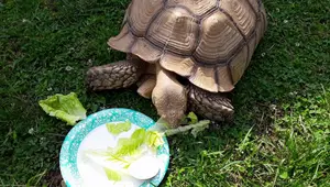 Calcium Supplements for Reptiles: A Tortoise Owner's Guide