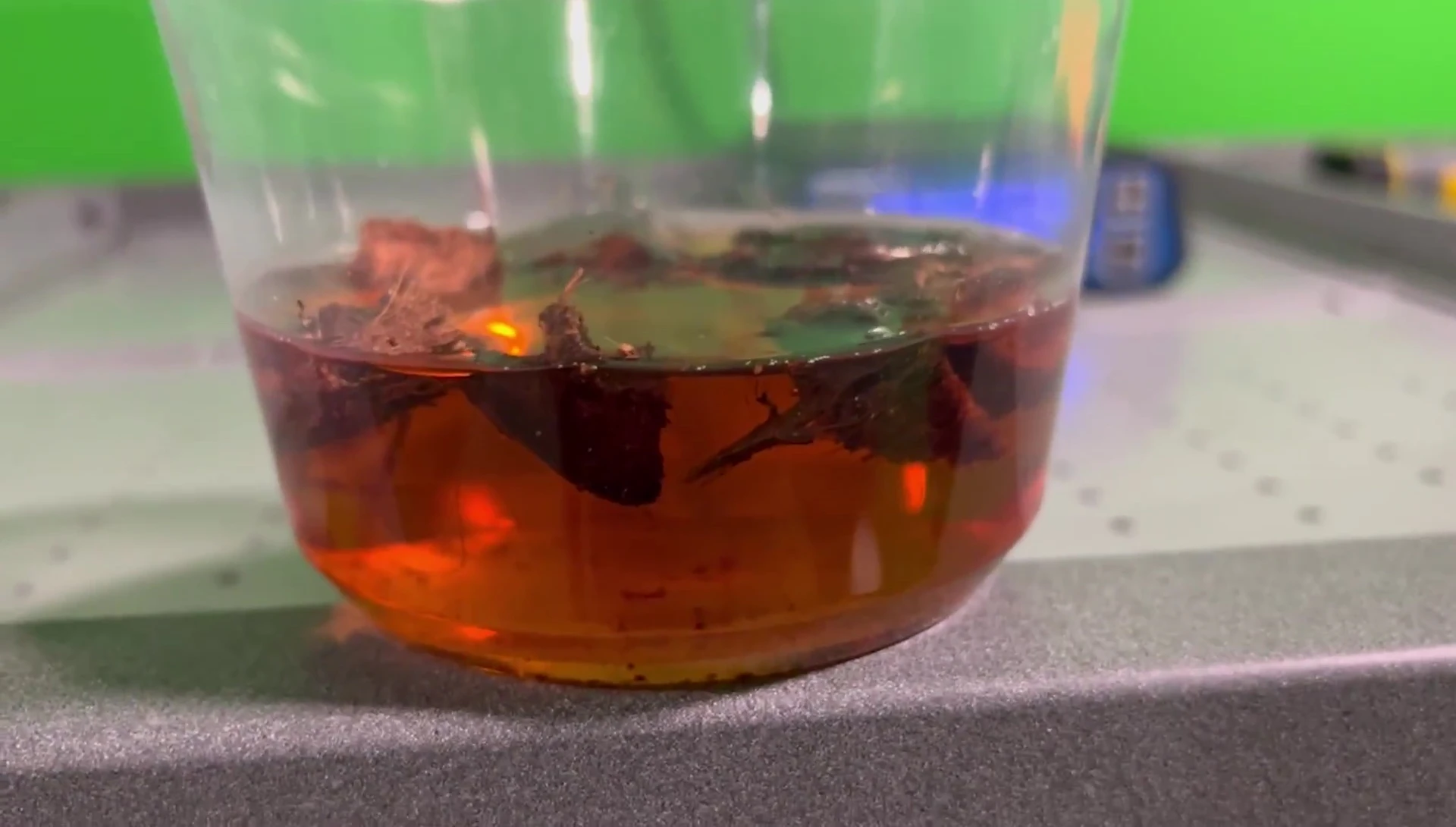 Close-up of the cup with Freedom Breeder Coco Blocks showing significant staining.