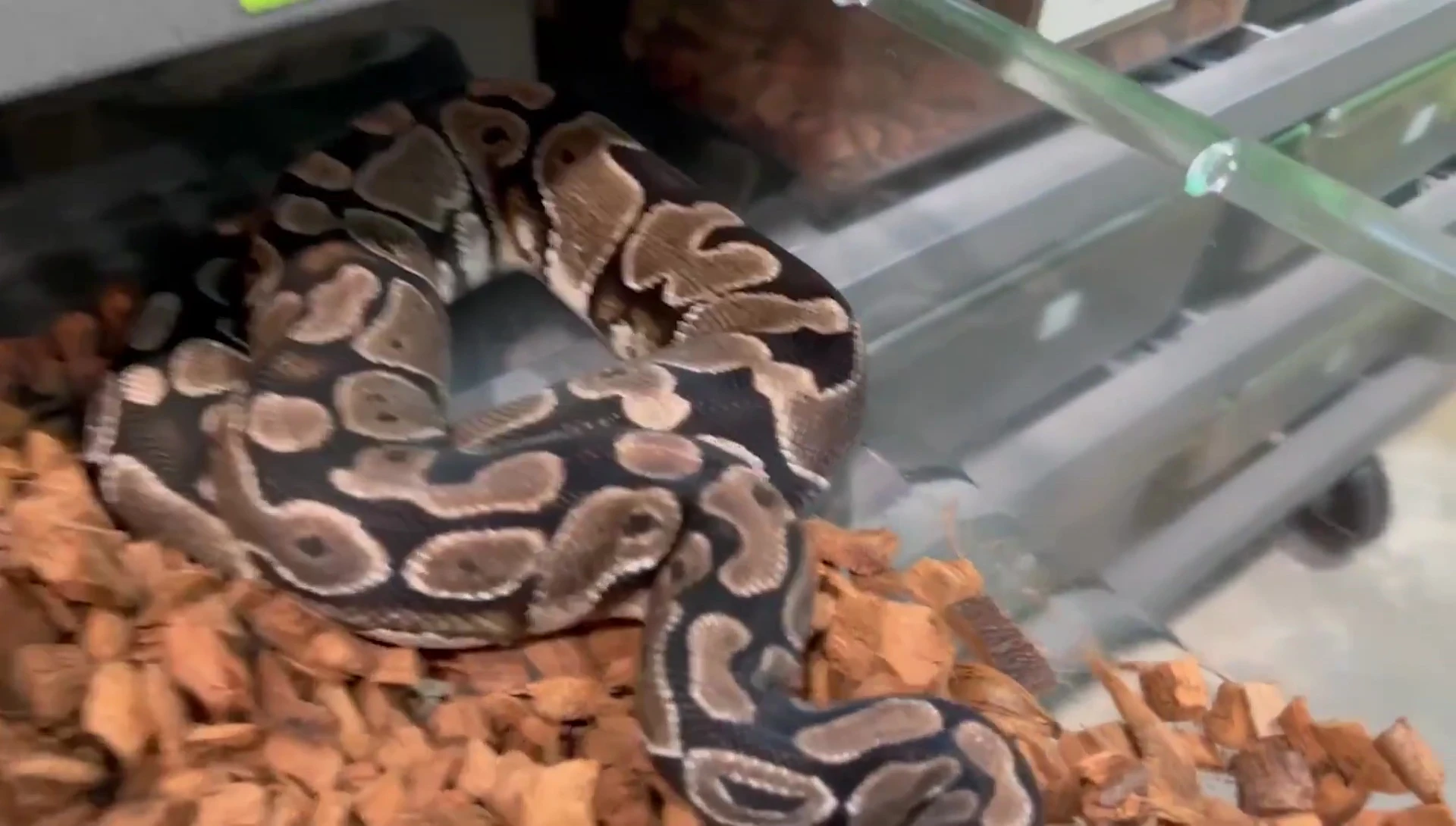 Ball python in a clean enclosure with CoCo2Go.