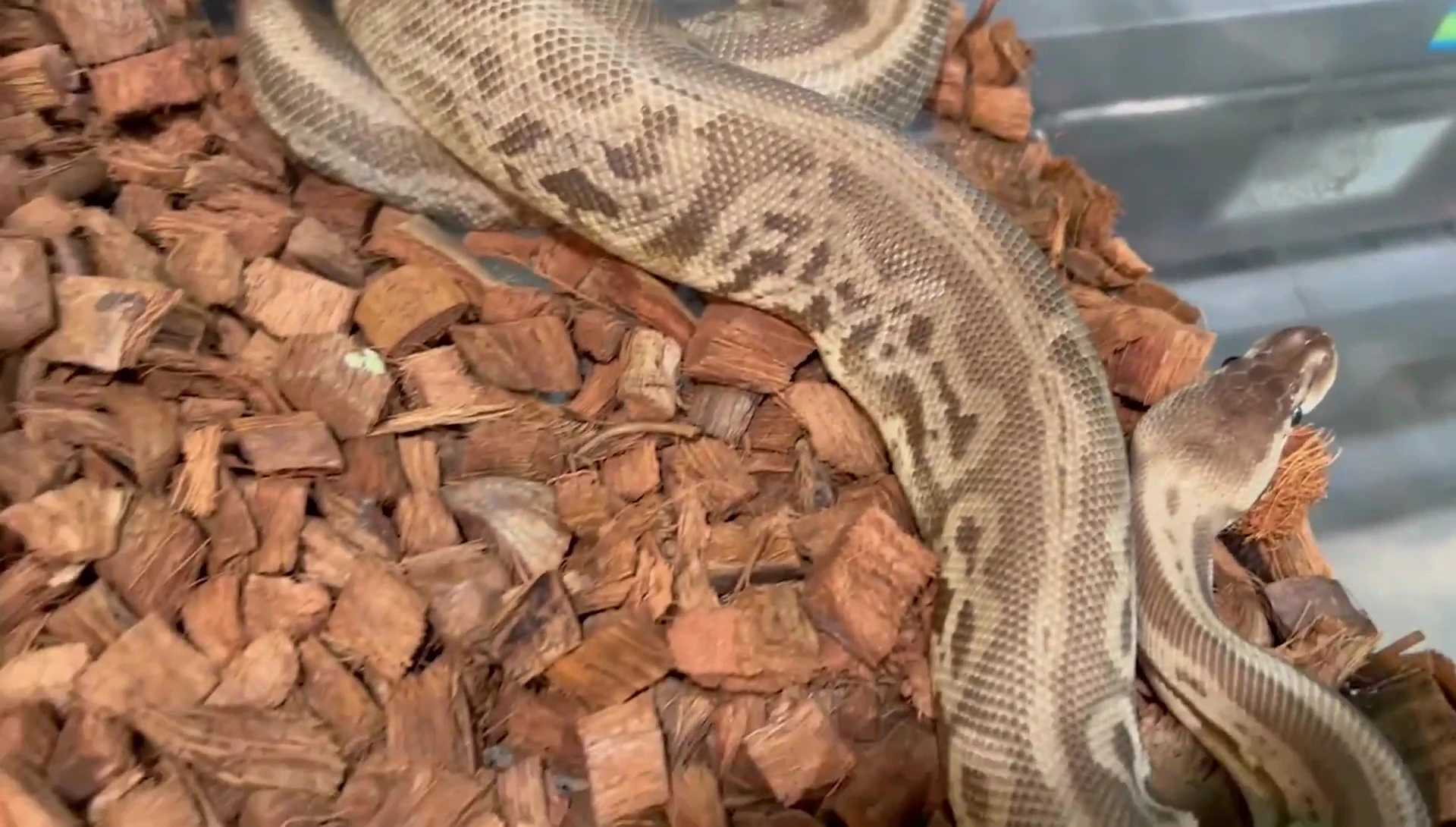 Ball python in enclosure with Freedom Breeder Coco Blocks showing more dirt and debris.