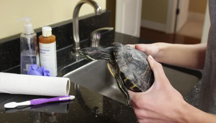Dry the affected area of the shell with paper towels, ensuring no standing water remains.