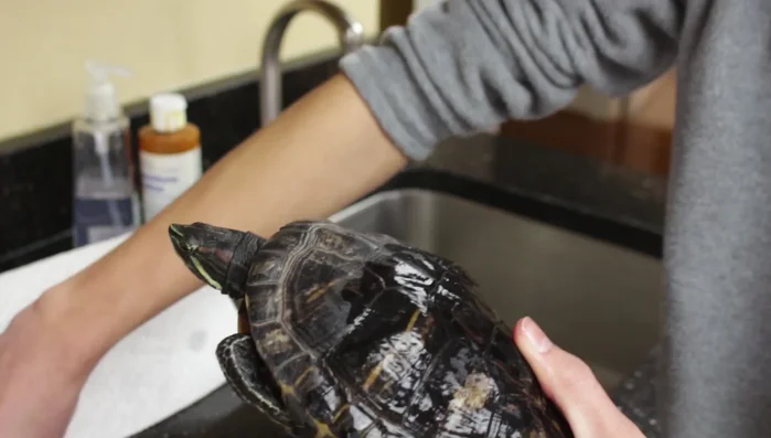 Dry the affected area of the shell with paper towels, ensuring no standing water remains.
