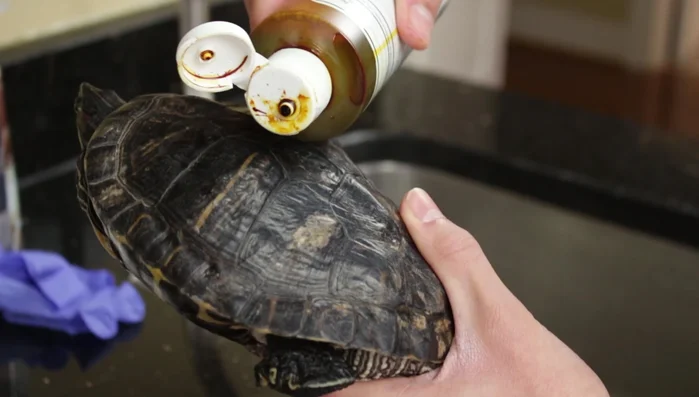 Gently rub the iodine into the cracks and crevices of the shell to ensure complete coverage.