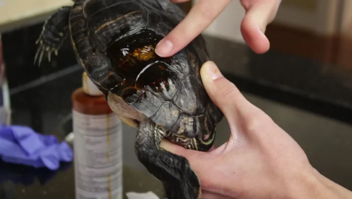 Gently rub the iodine into the cracks and crevices of the shell to ensure complete coverage.