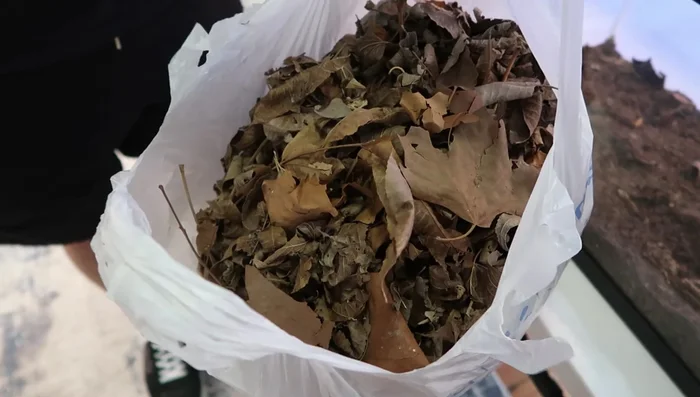 Add leaf litter: Cover the substrate with a layer of leaf litter to trap humidity and provide additional food for crickets and isopods.