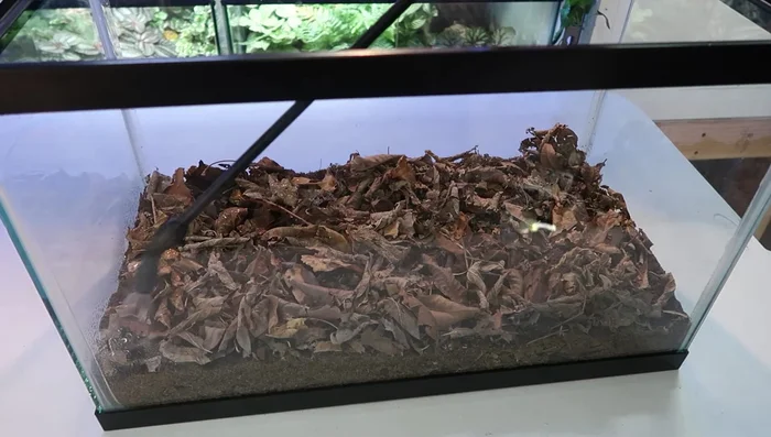 Moisten the leaf litter: Spray the leaf litter with water to ensure adequate hydration for the crickets.
