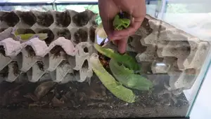 The Ultimate Guide to Keeping Crickets Alive: A Bioactive Approach