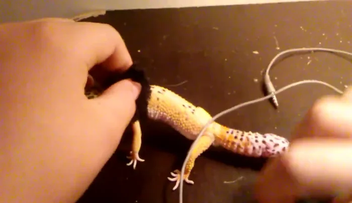 Tie the earbuds to secure the harness around your pet.