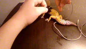 DIY Sock Harness for Small Pets: Easy & Affordable Guide