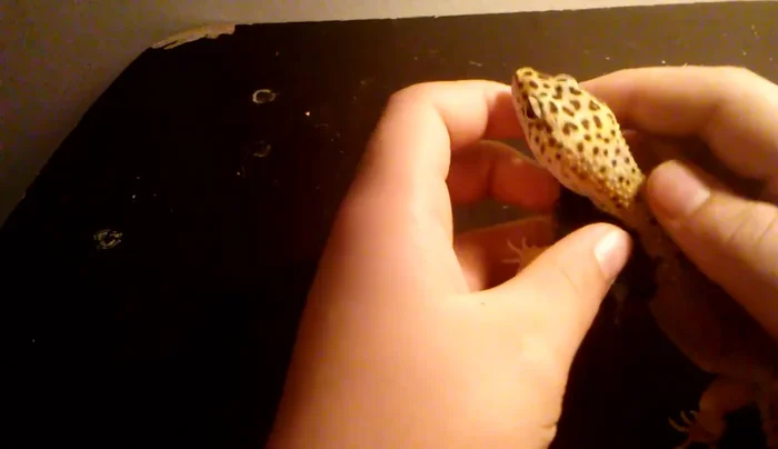 Put both of your pet's arms into the holes you made in the sock.
