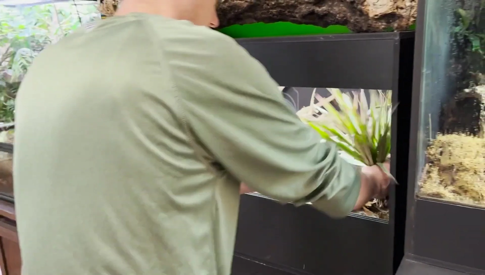 Planting a Marginata plant.