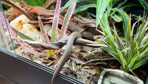 Bioactive Terrarium Upgrade: Jumpstarting a New Enclosure