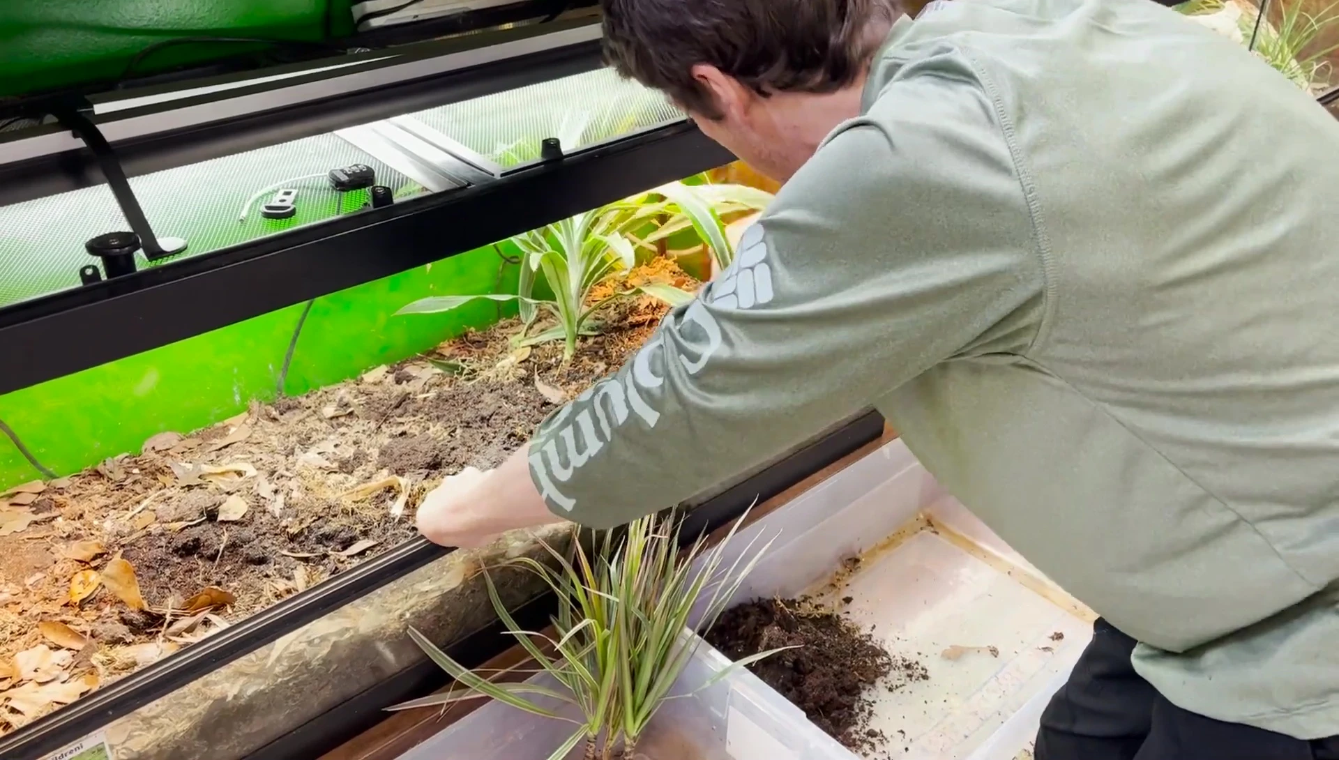 Removing substrate from the terrarium.