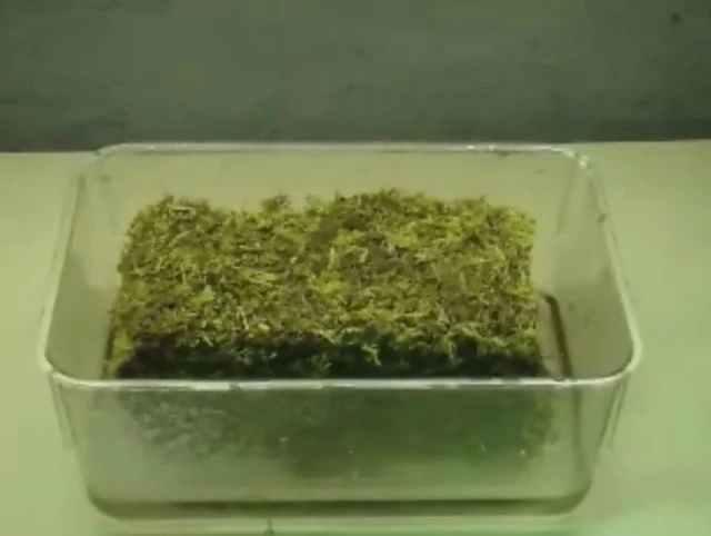The moss brick partially expanded after 12 minutes.
