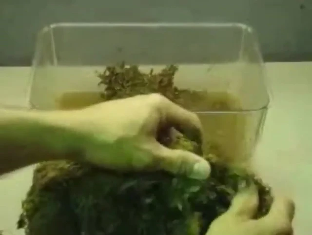 Presenter fluffing the expanded moss.