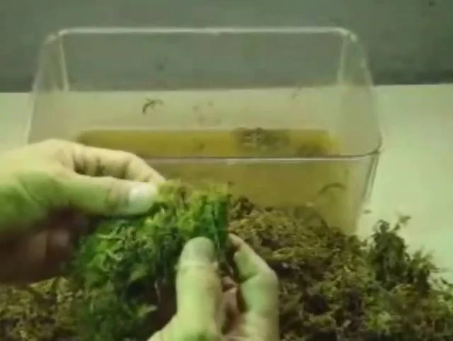 Close up of the bottom of the moss brick, showing soil