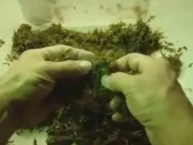 Fluffy expanded moss