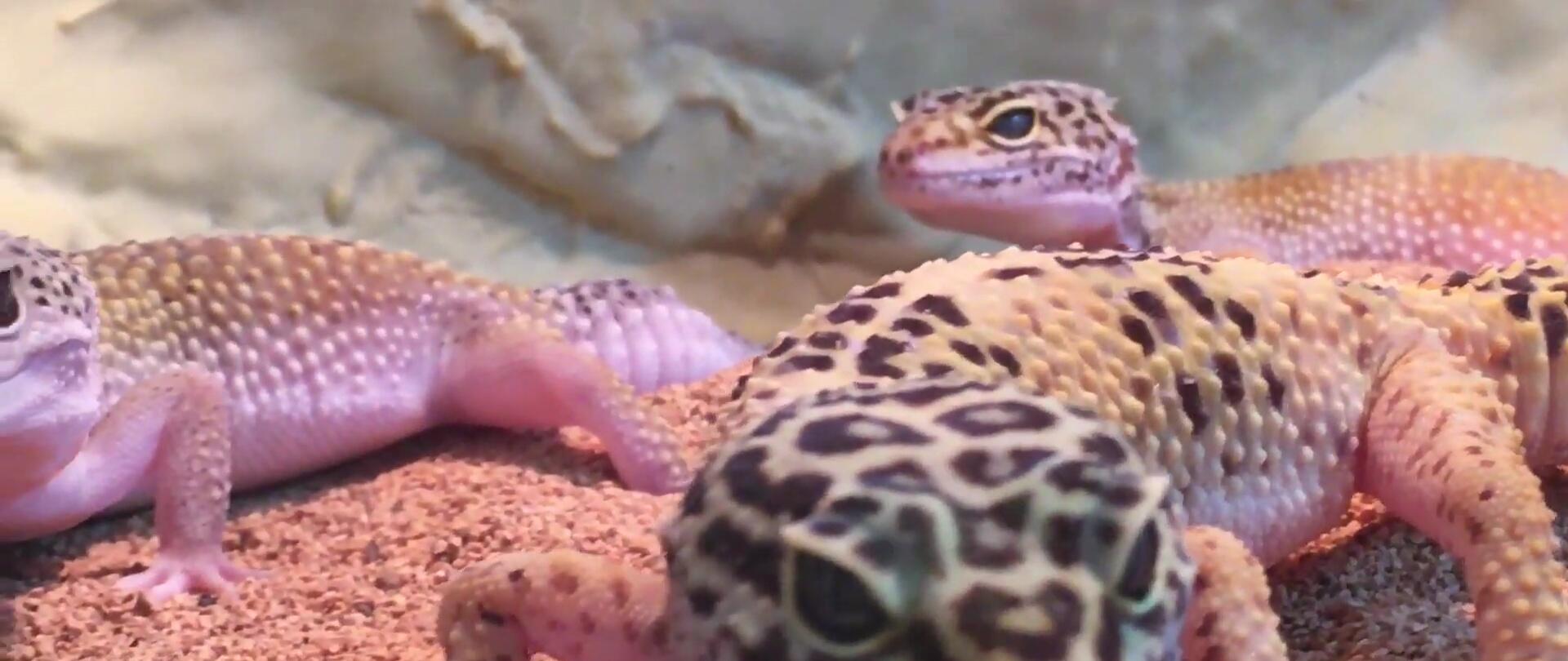 Close-up showing the removable top of a gecko cave, highlighting its easy cleaning aspect.