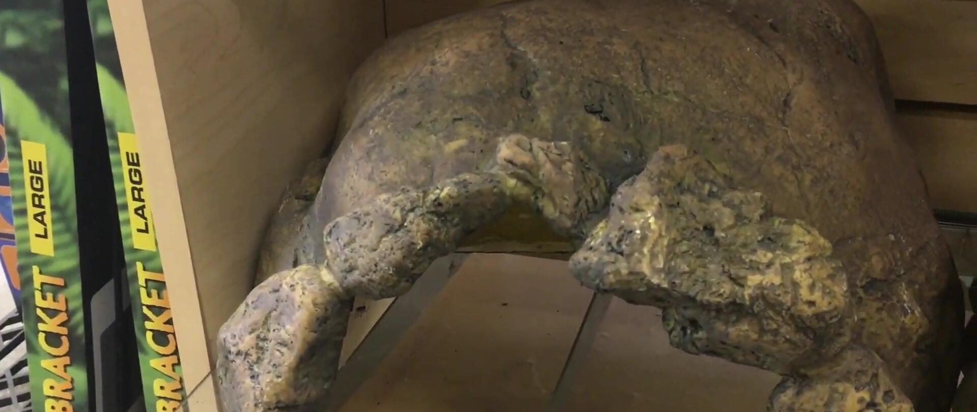 The massive tortoise cave, showcasing its size.