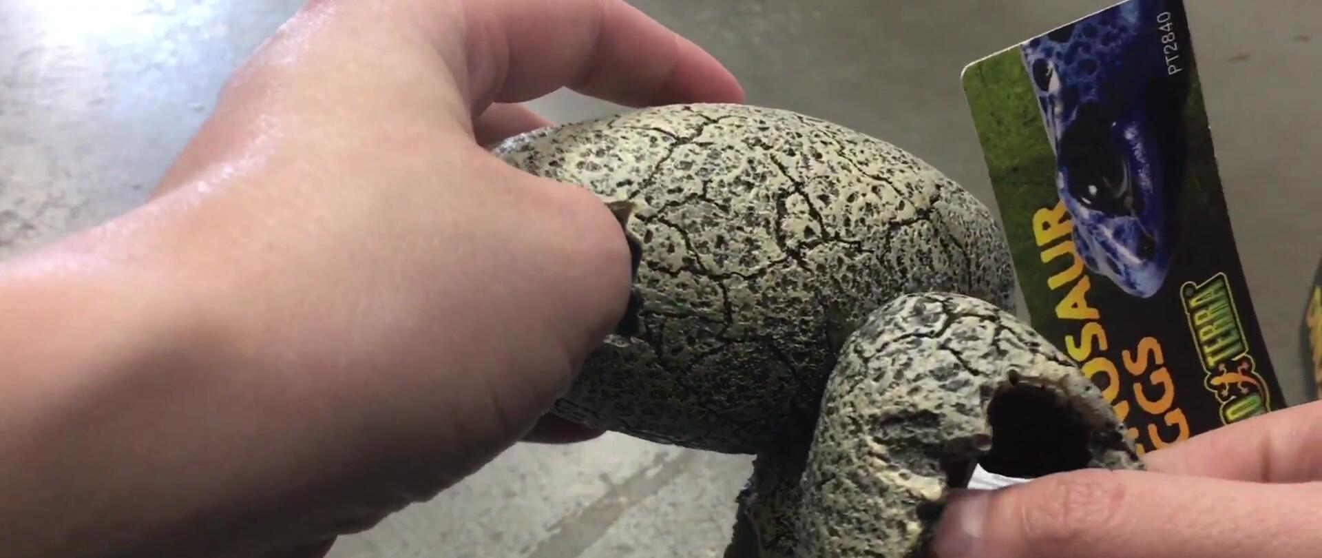 A snake inside a smaller dinosaur egg hide, highlighting its comfortable fit.