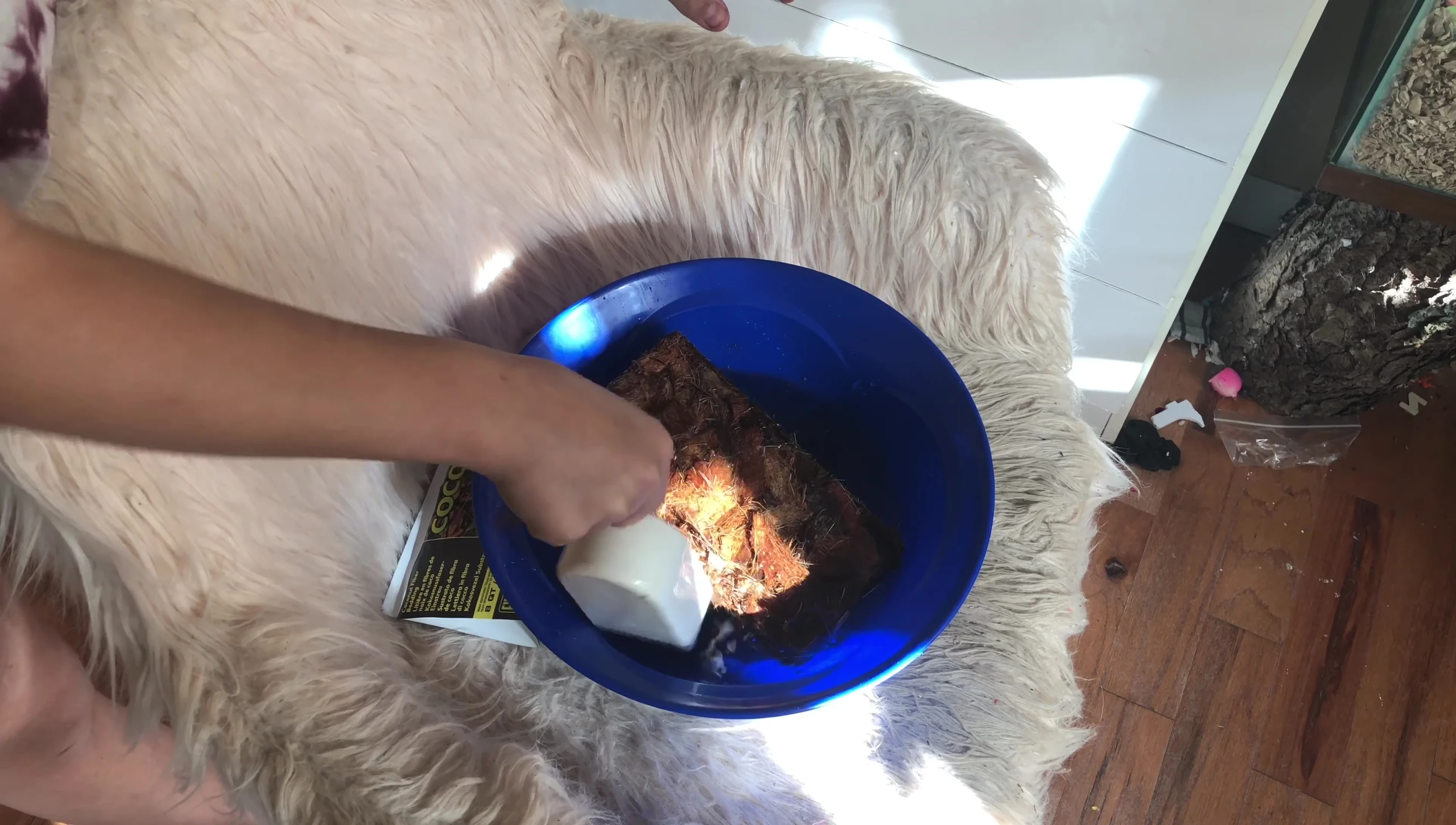 Adding water to the coconut husk