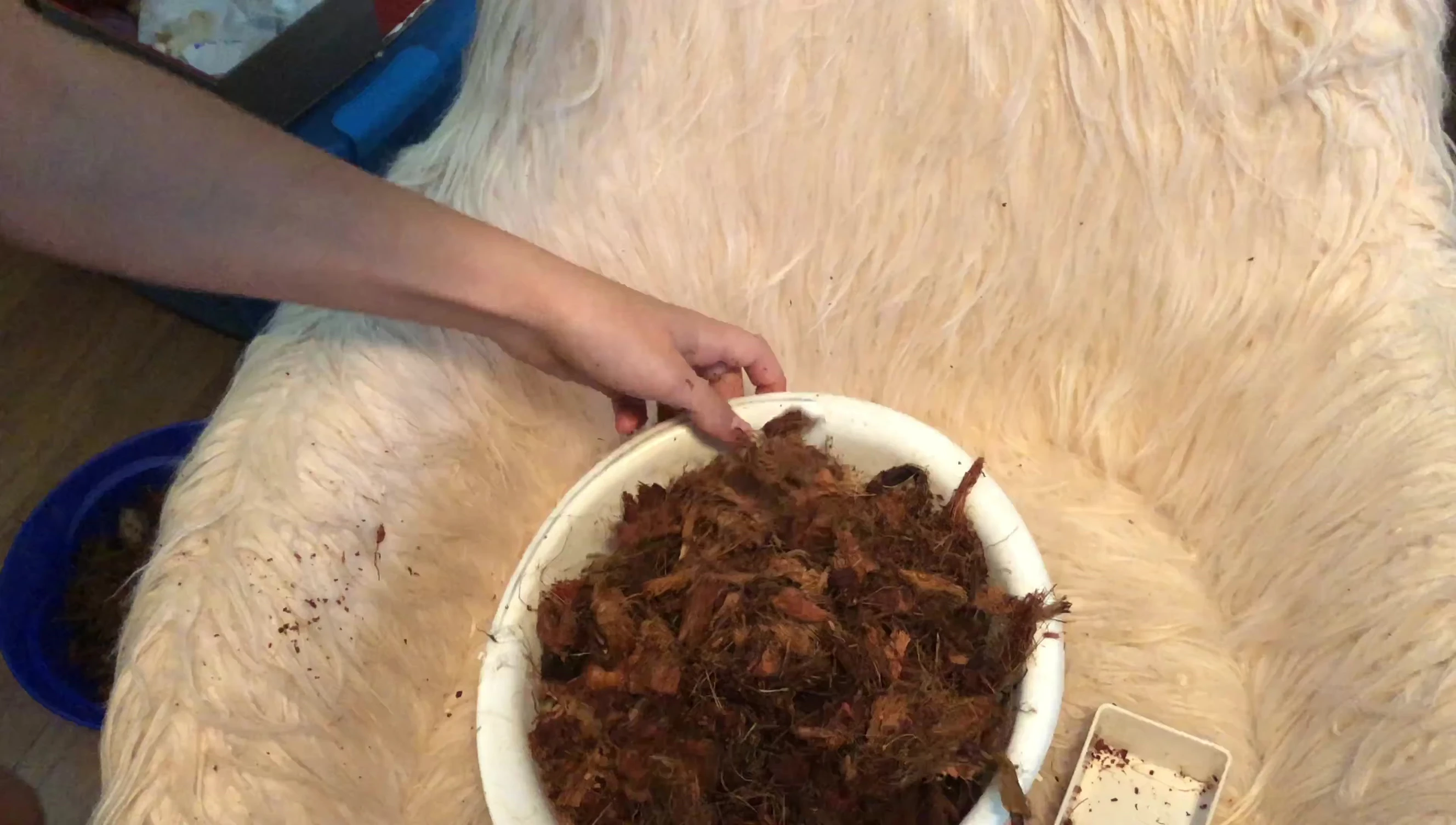 Handful of hydrated coconut husk