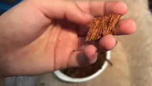 Exo Terra Coconut Husk Review: Best Reptile Bedding?