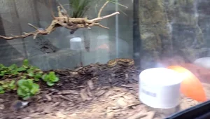 DIY Reptile Enclosure Misting System: Simple, Affordable, and Effective