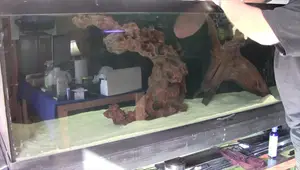 Budget-Friendly Aquarium Overhaul: Transforming Your Tank with Pool Filter Sand