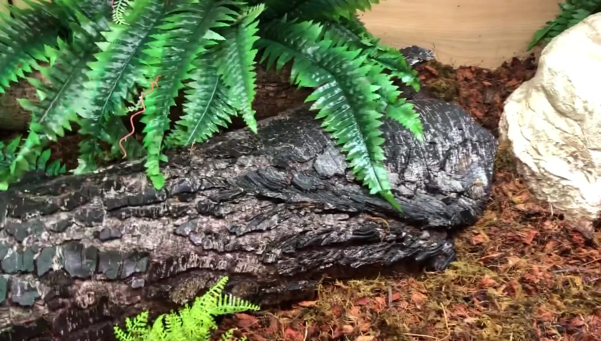 Rainbow boa in its enclosure