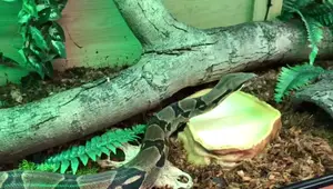 Best Tropical Reptile Substrate Mix: A Detailed Review