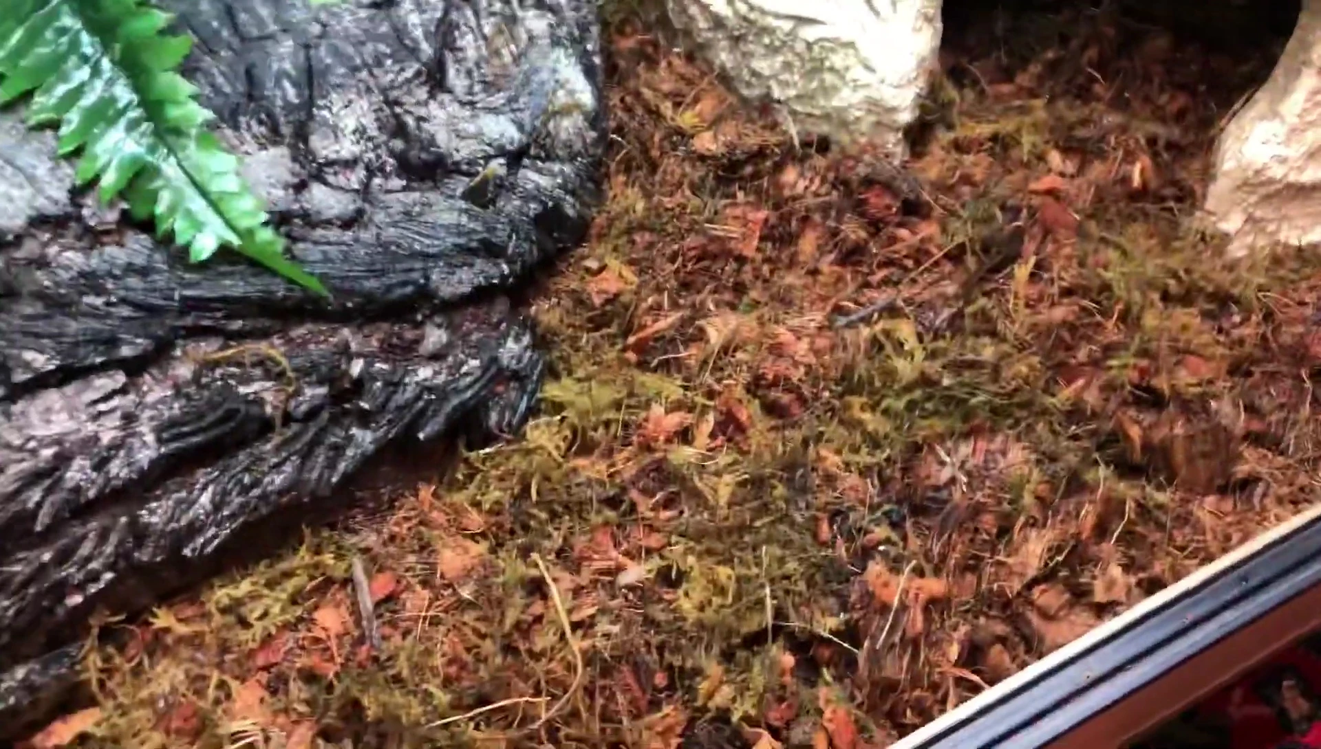 Close-up of the mixed substrate in the enclosure