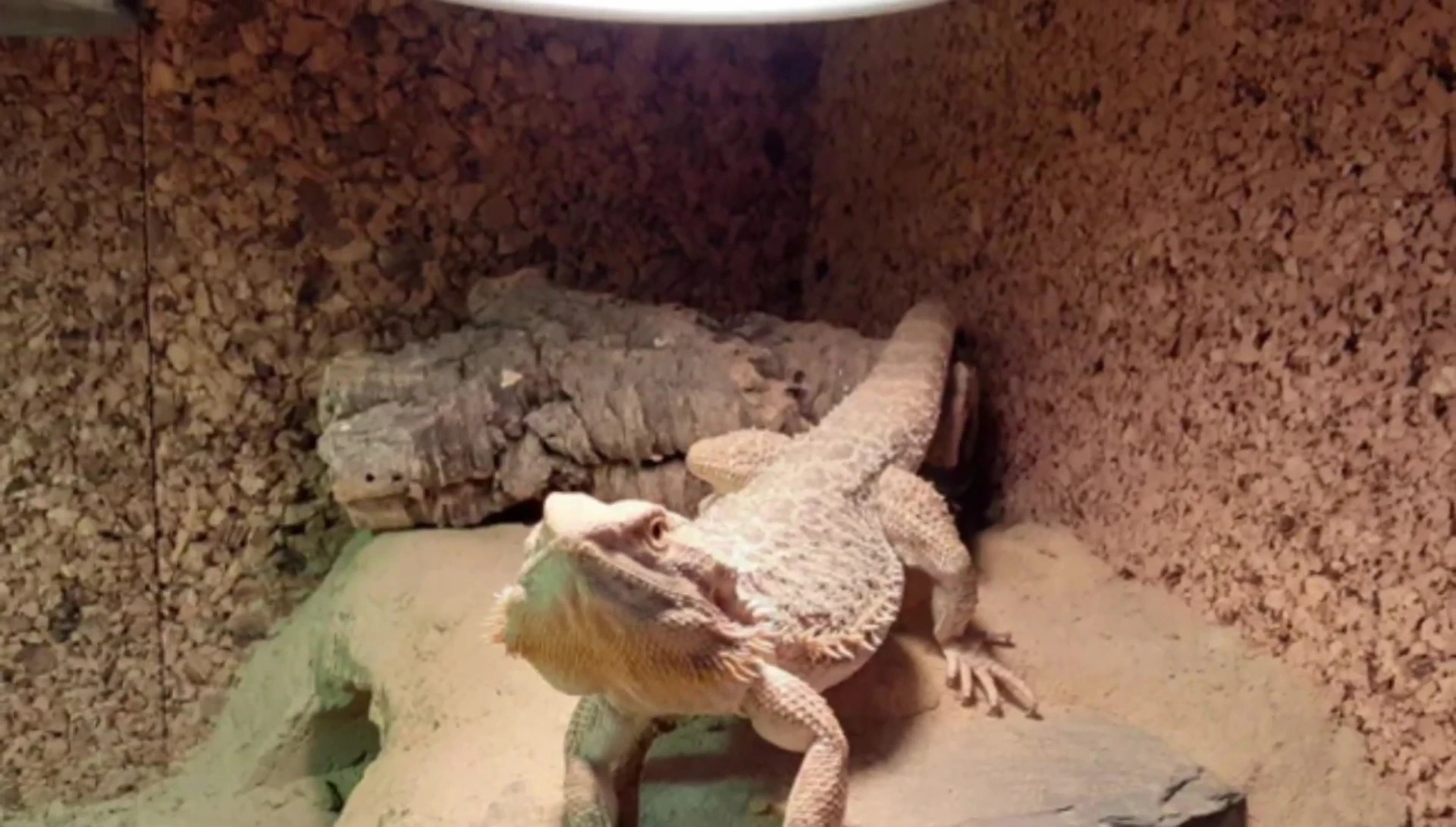 Fluker's Basking Bulb highlighted