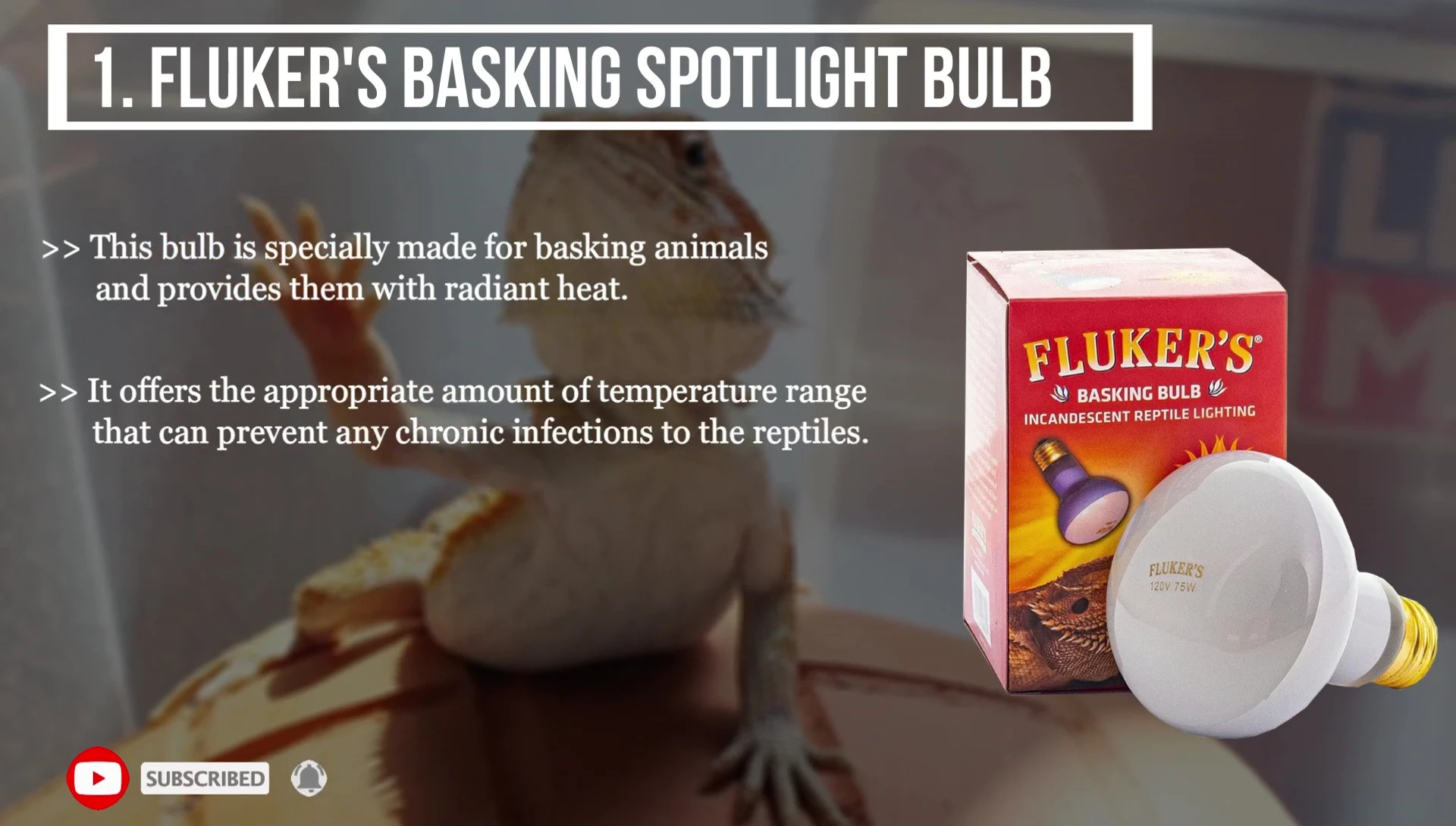 Bearded dragon basking under the Fluker's bulb