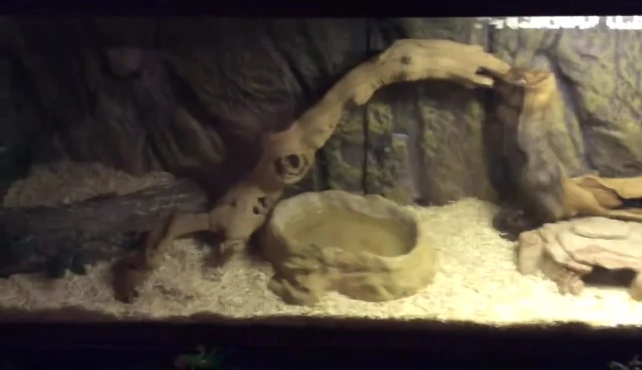 A corn snake's enclosure with an incandescent bulb.