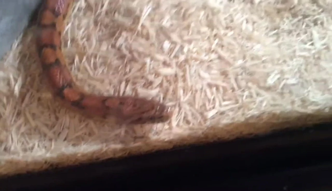 A corn snake's enclosure with a heat mat.