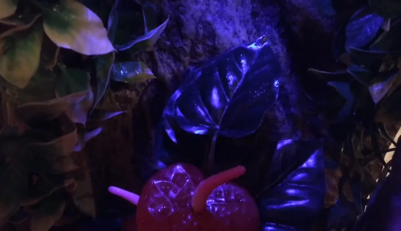 Crested gecko enclosure with EXO Terra night LED.
