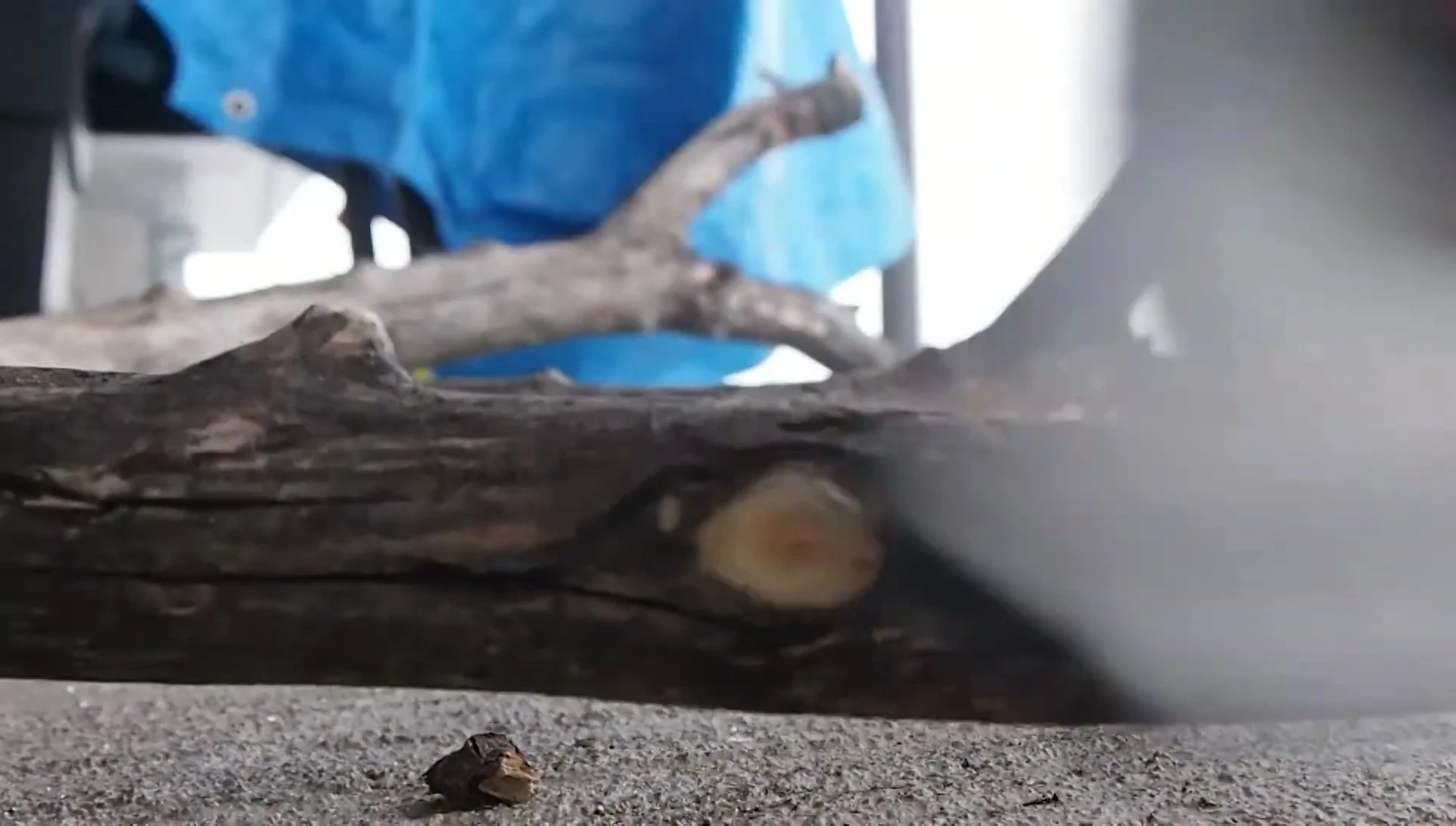 Removing loose bark