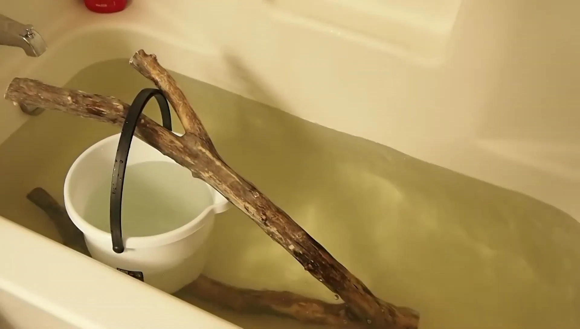 Branch soaking in bleach
