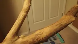 Sterilizing Wood for Reptile Enclosures: Two Safe Methods