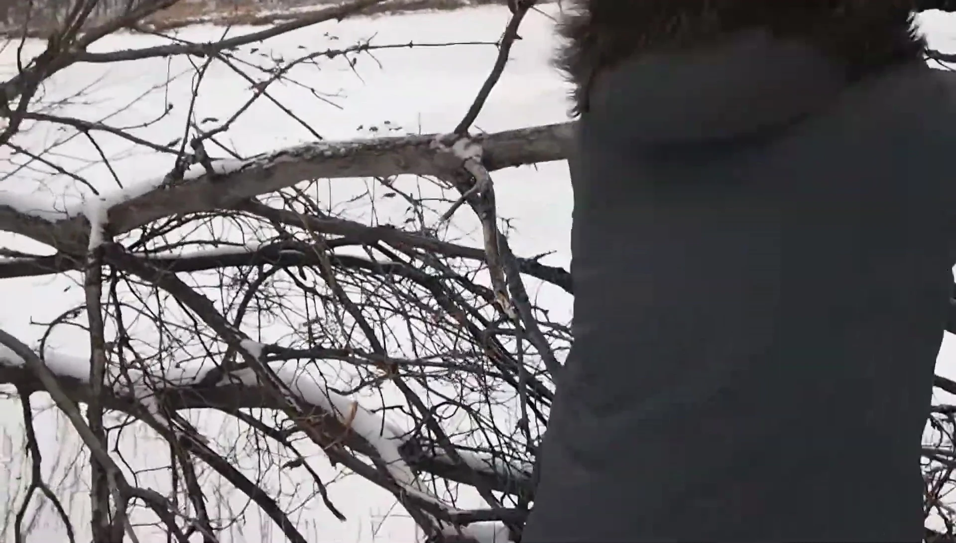 Close-up of hardwood branches