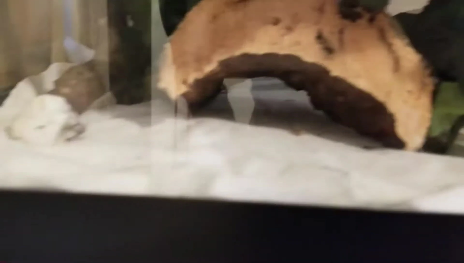 The cork bark piece inside the gecko enclosure.