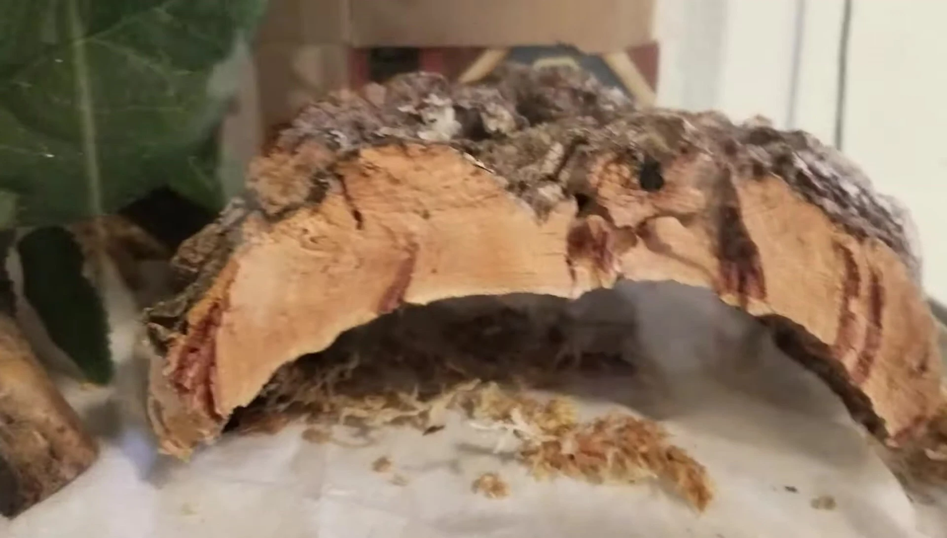 The gecko inside the newly placed cork bark.