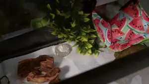 Leopard Gecko Hammock Review: Sarcastic Ghosties Etsy Shop
