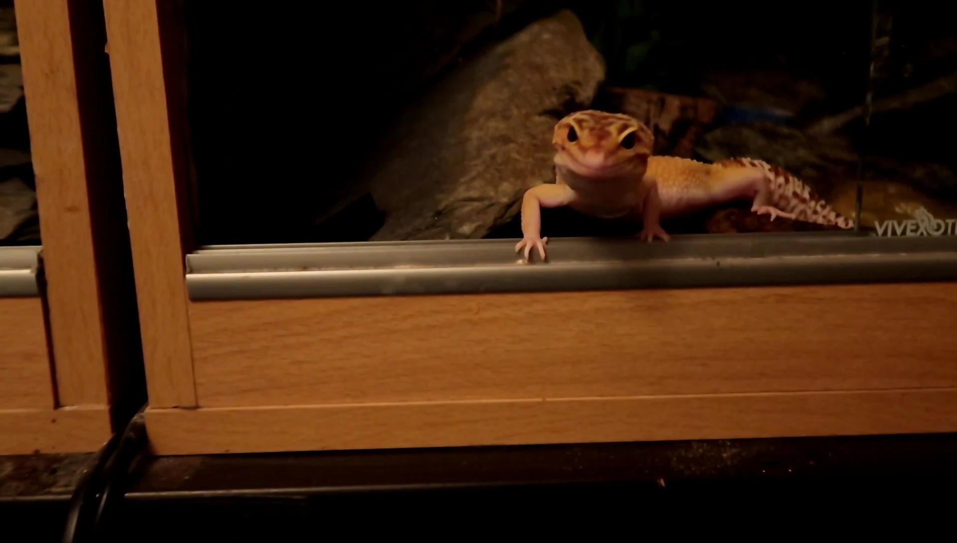 A happy and healthy reptile.