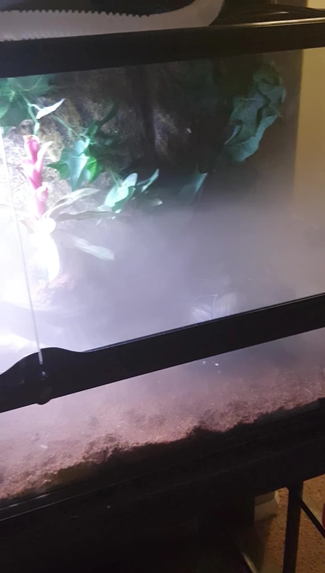 Zoo Med Repti Fogger creating a thick fog that covers the entire 40-gallon tank