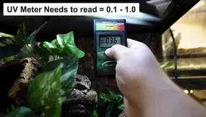 Crested Gecko Care: Habitat, Diet, and Lighting Guide