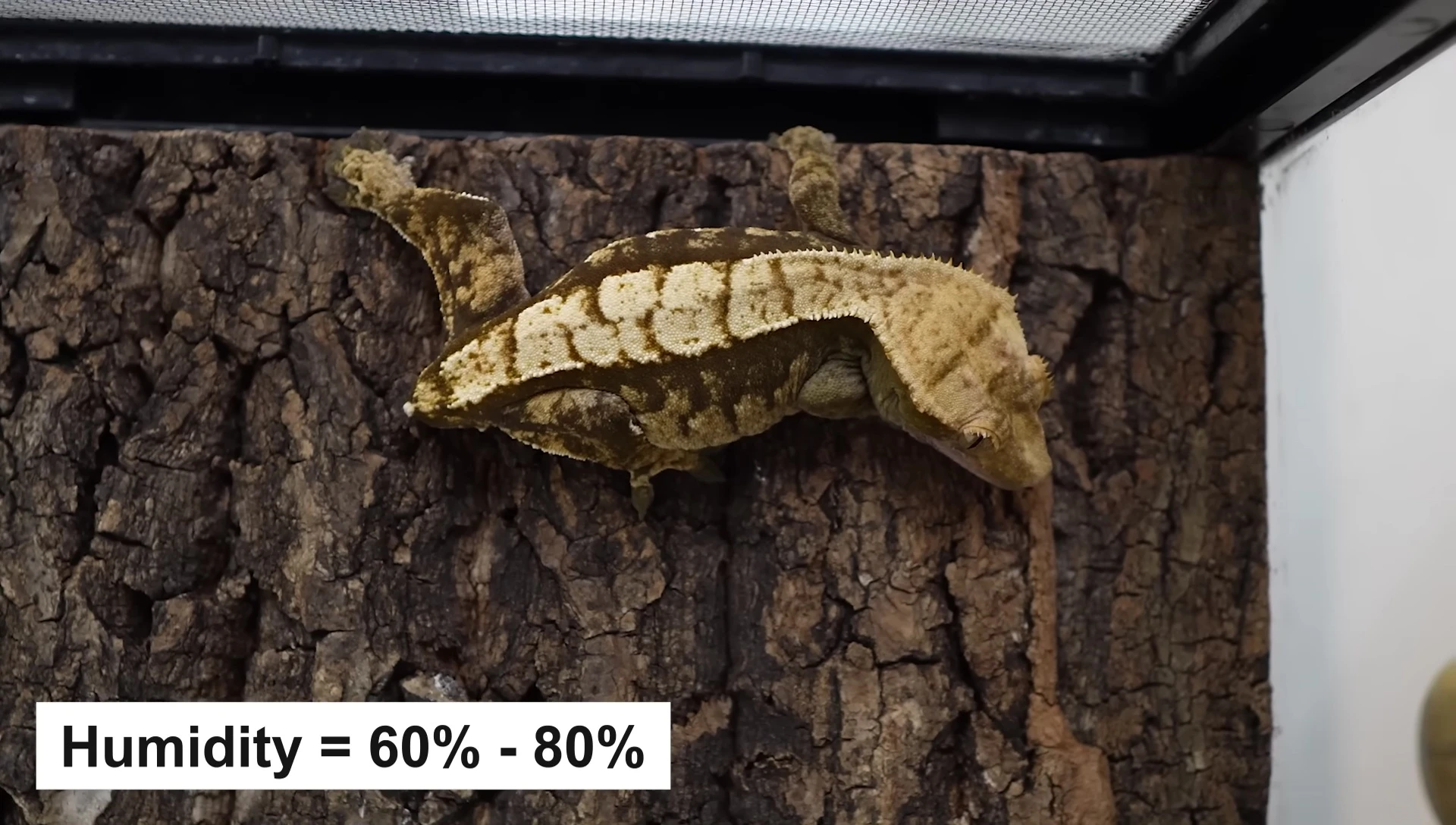 Illustration explaining the importance of deep substrate and leaf litter for humidity retention.